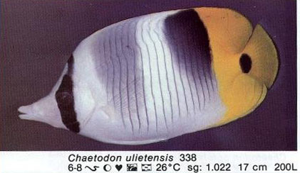 Chaetodon ulietensis